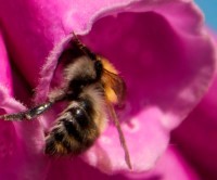 vingerhoedskruid20120Custom