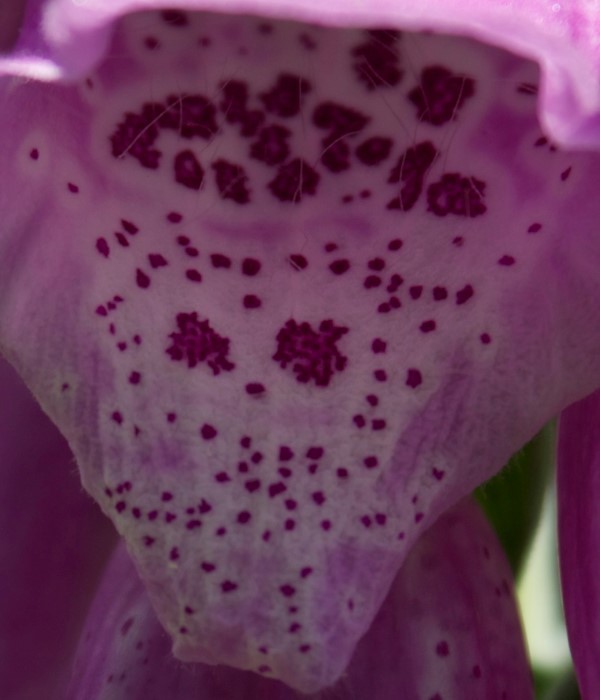 vingerhoedskruid202.jpg3