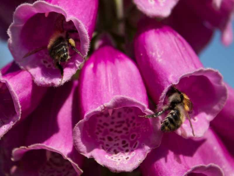 vingerhoedskruid203.jpg4