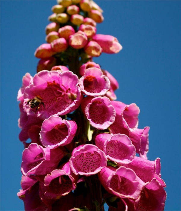 vingerhoedskruid205.jpg6