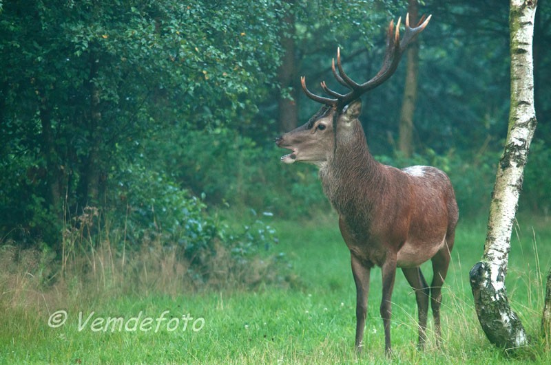edelhert2