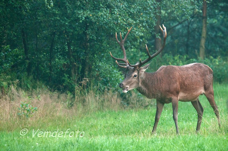 edelhert4