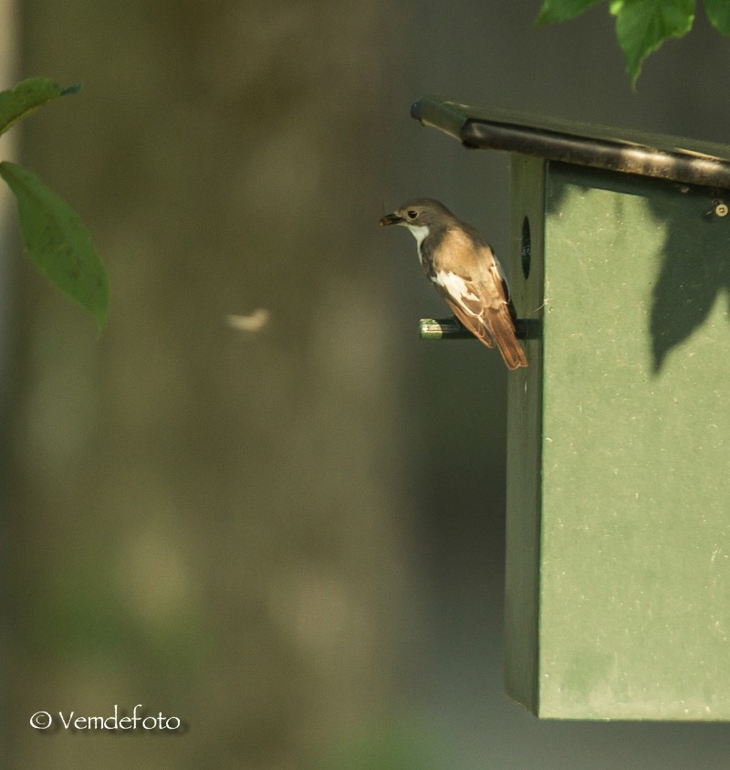 bonte vliegenvanger (2)