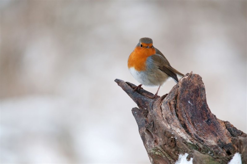 optimist (1) (Custom)