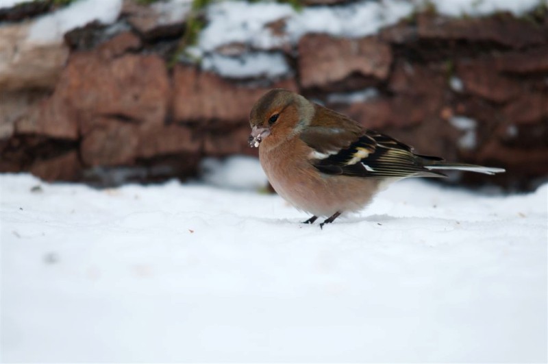 optimist (3) (Custom)