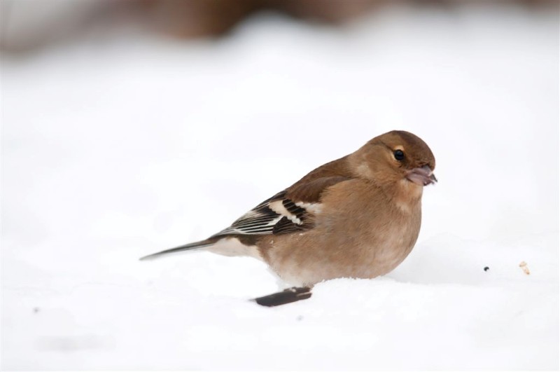 optimist (4) (Custom)