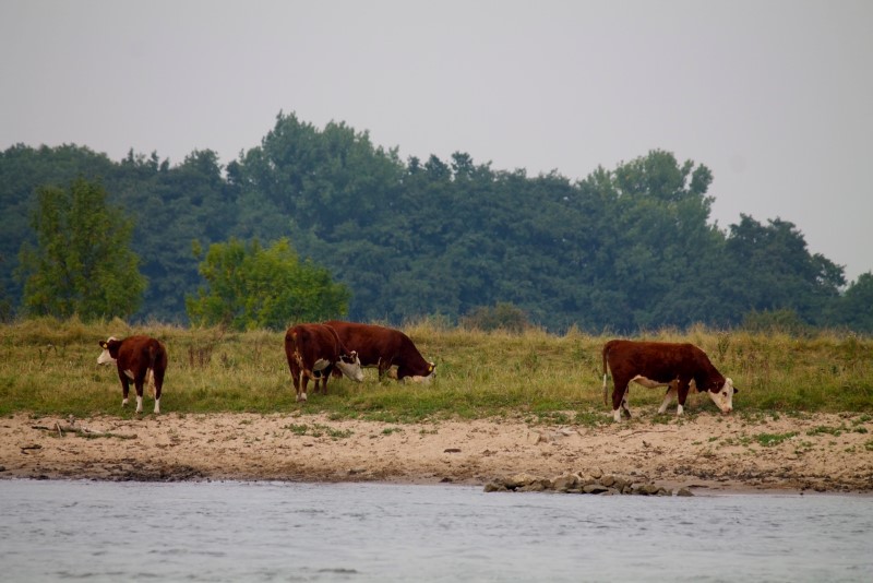 Hattem (2) (Custom)