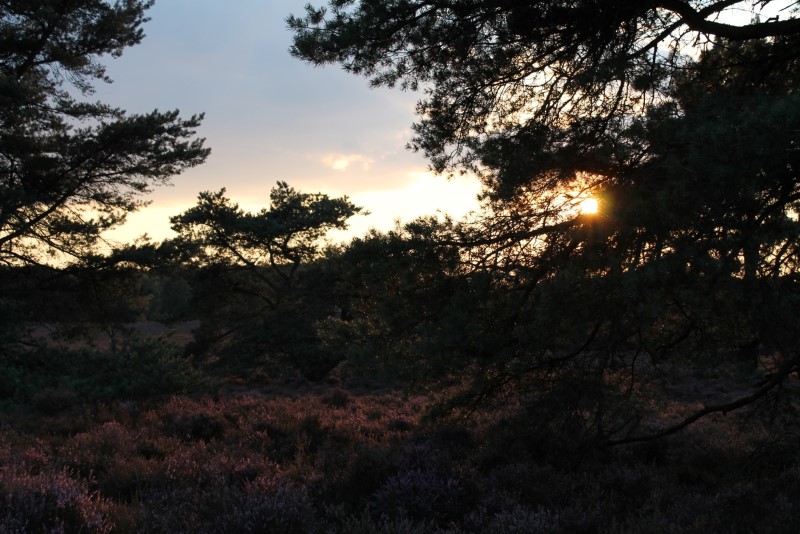 Stillezon (1)