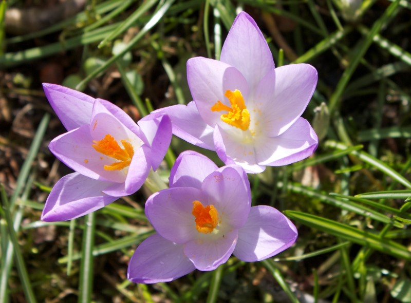 bloemen (1) (Custom)