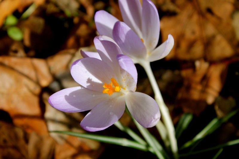 bloemen (2) (Custom)