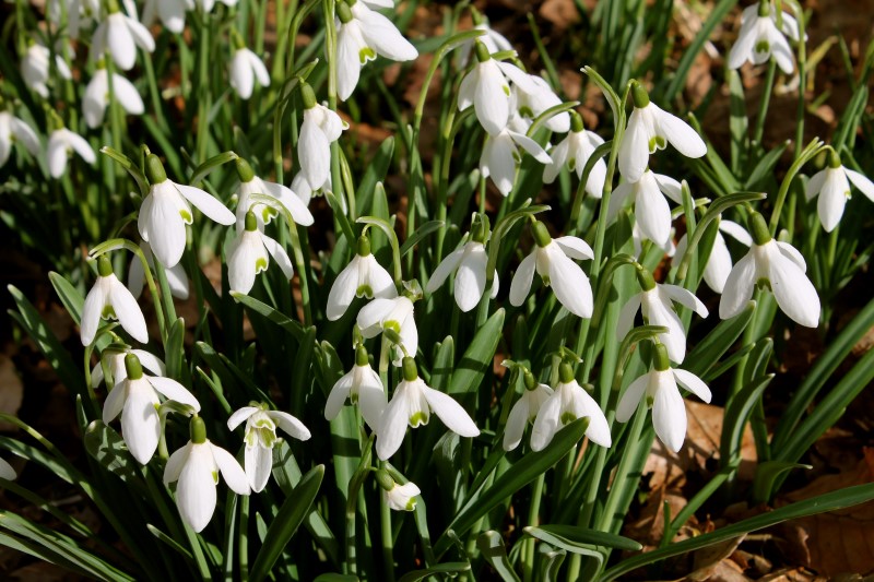 bloemen (3) (Custom)