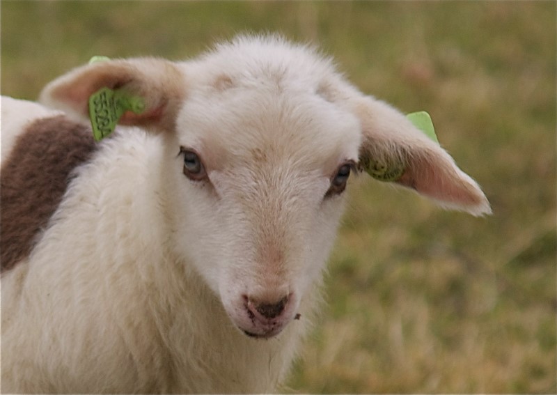 lammetje (11)
