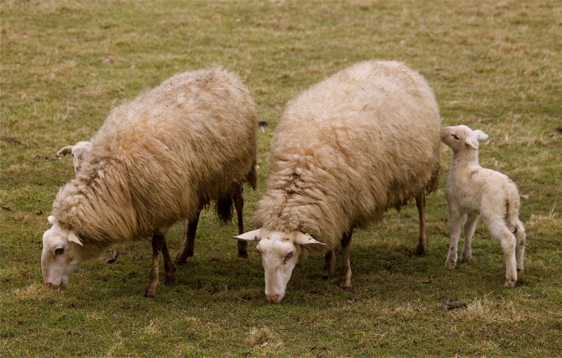 lammetje (12)