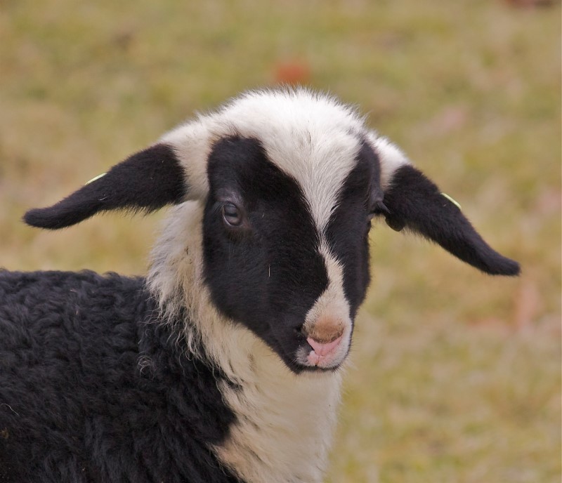 lammetje (13)