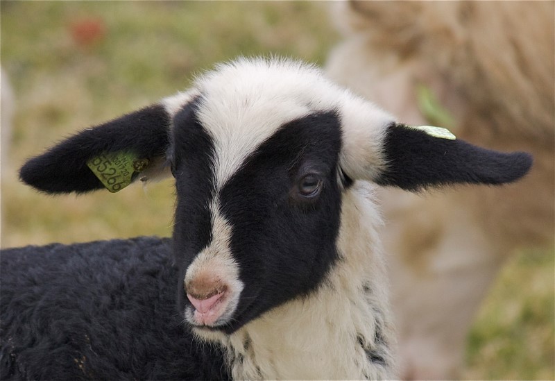 lammetje (14)