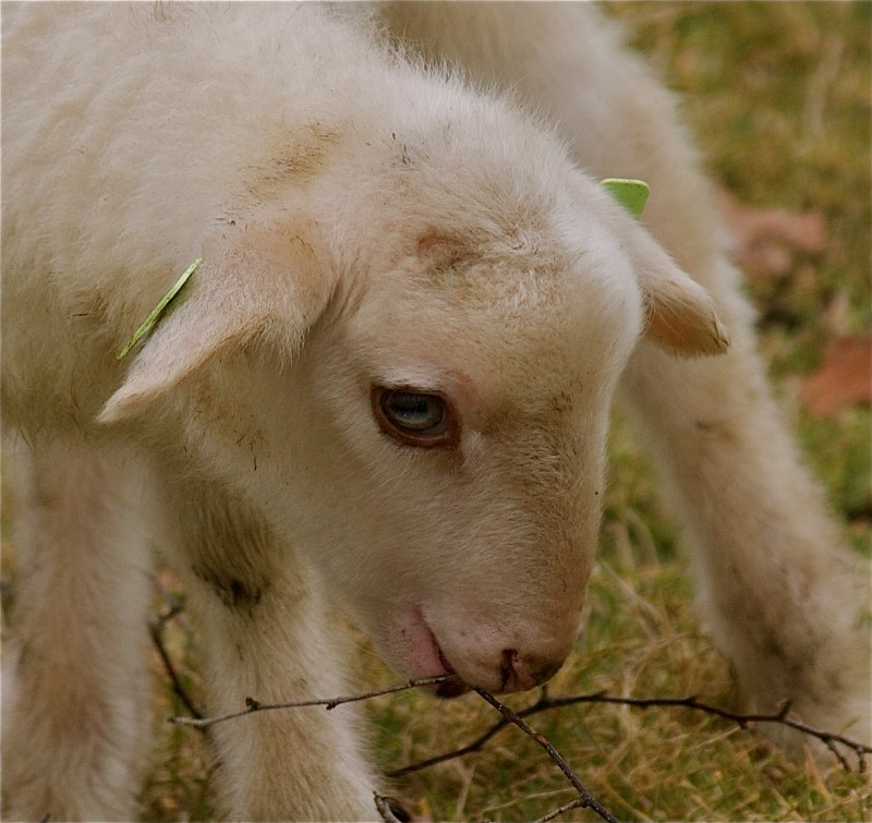lammetje (15)