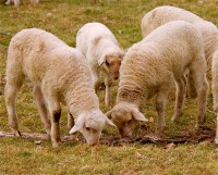 lammetje (3) (Custom)