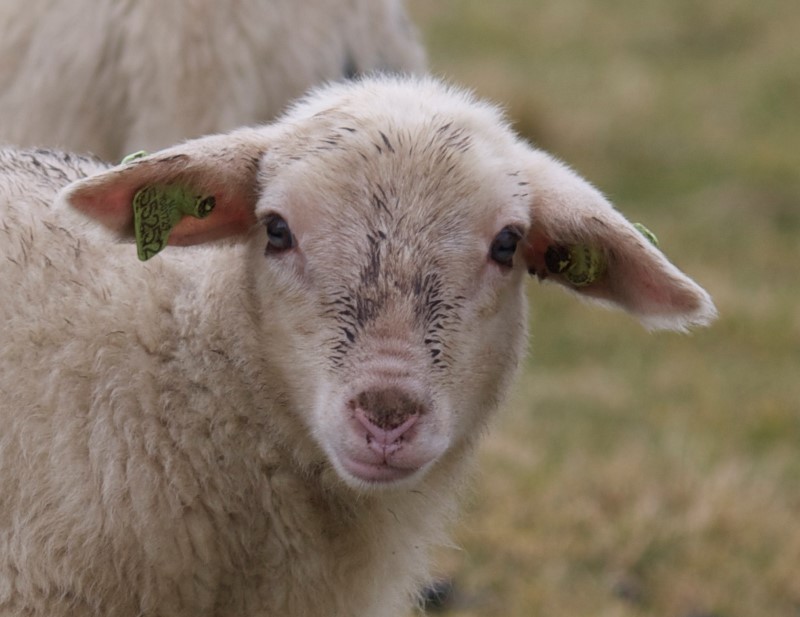 lammetje (4)