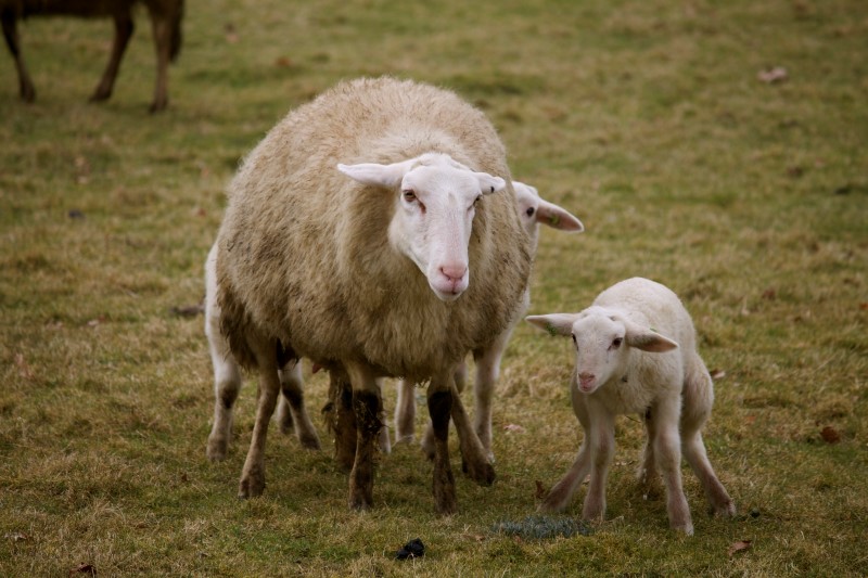 lammetje (5)
