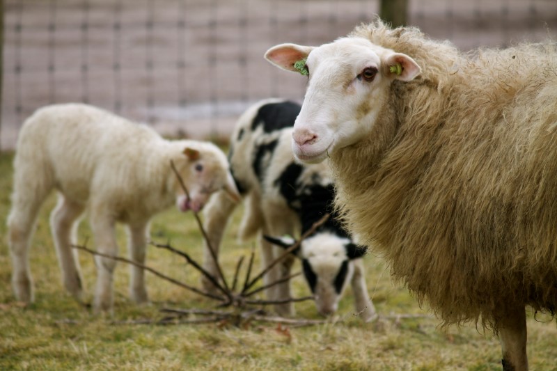 lammetje (6)
