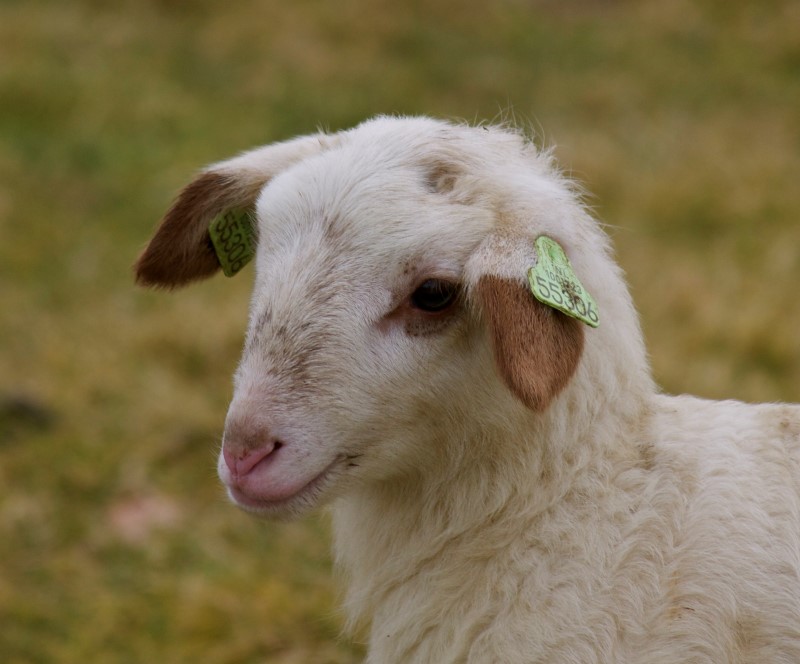 lammetje (8)