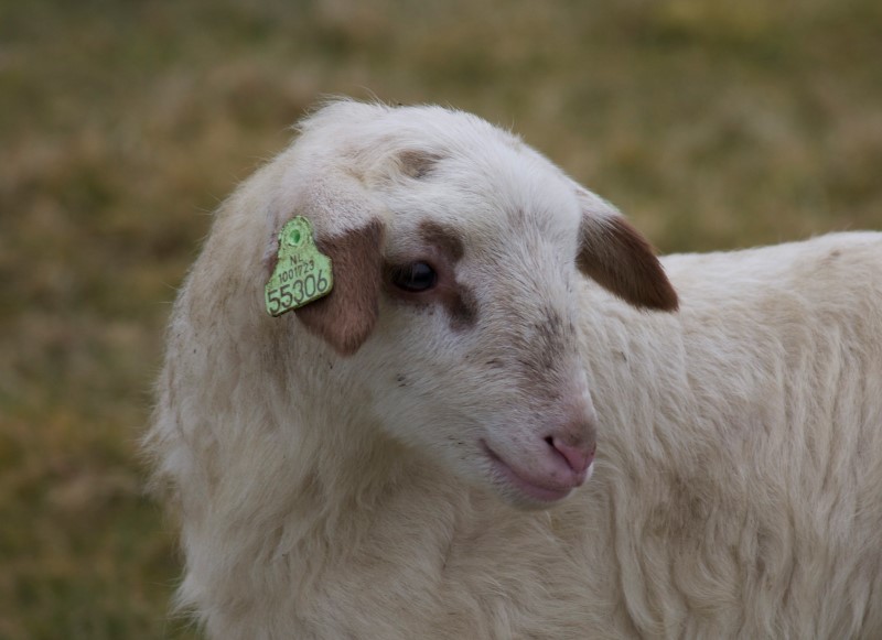 lammetje (9)
