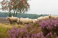 schaapskudde renderklippen (1)