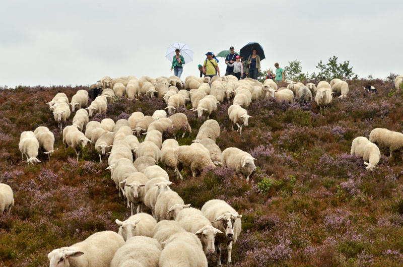 schaapskudde renderklippen (10)