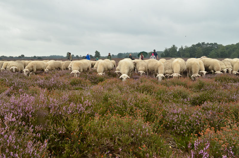 schaapskudde renderklippen (11)