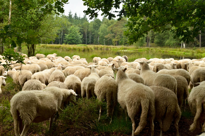 schaapskudde renderklippen (13)