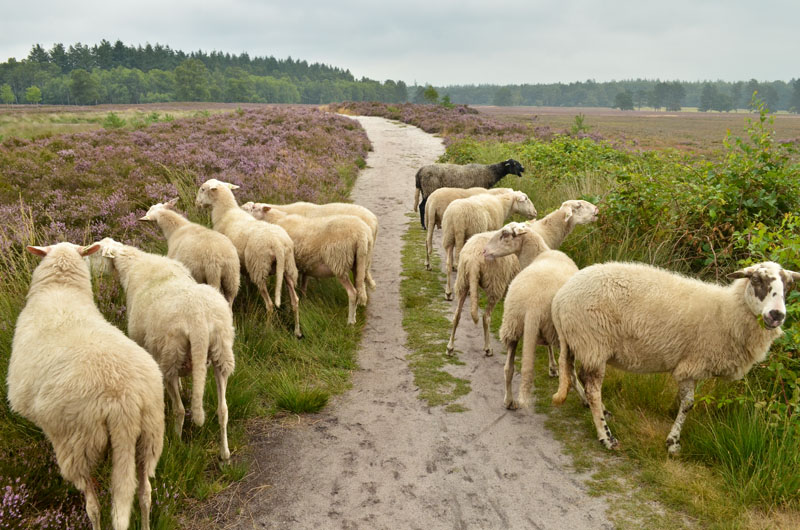schaapskudde renderklippen (17)