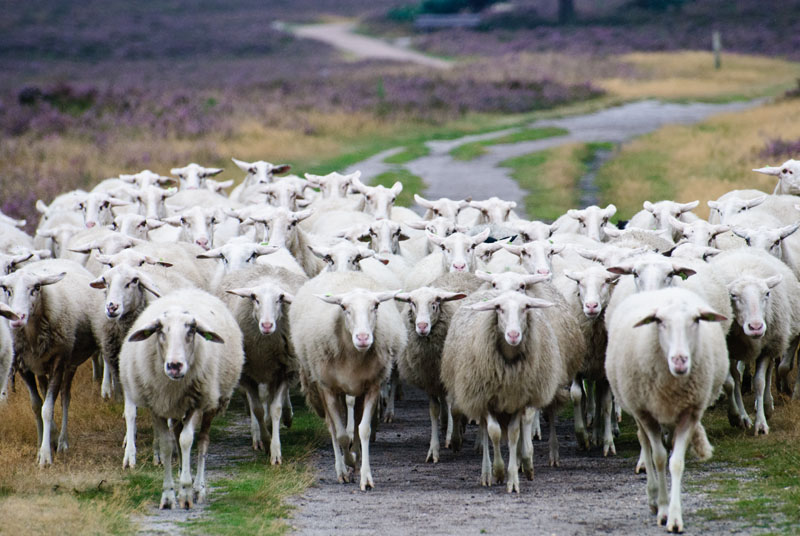 schaapskudde renderklippen (18)