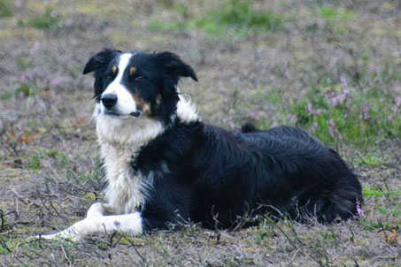 schaapskudde renderklippen (20)