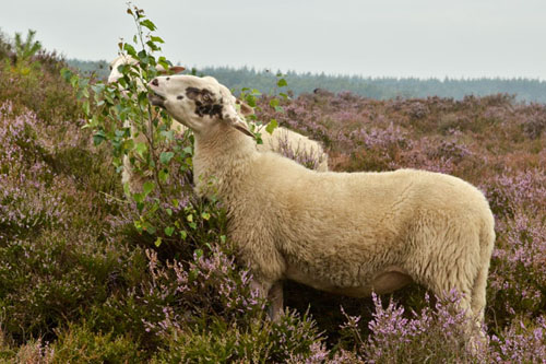 schaapskudde renderklippen (21)