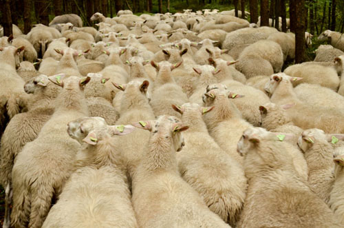 schaapskudde renderklippen (22)