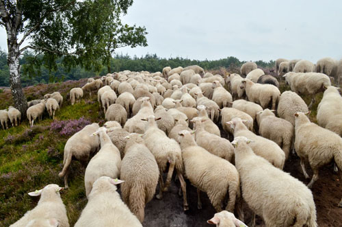 schaapskudde renderklippen (25)