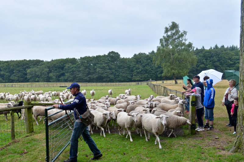 schaapskudde renderklippen (3)