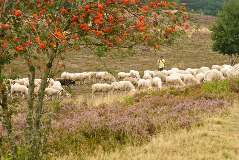 schaapskudde renderklippen (4)
