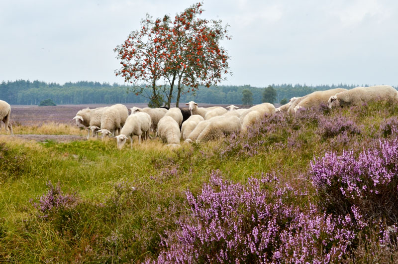 schaapskudde renderklippen (5)