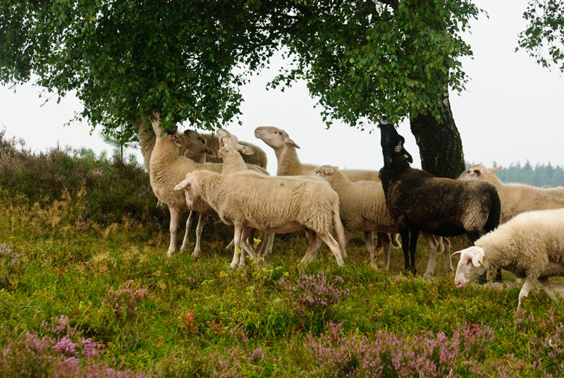 schaapskudde renderklippen (6)