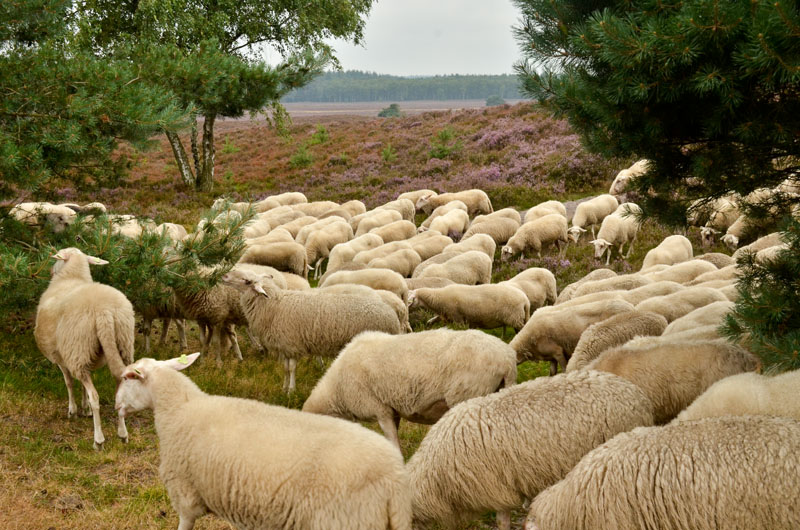 schaapskudde renderklippen (7)
