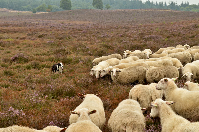 schaapskudde renderklippen (9)
