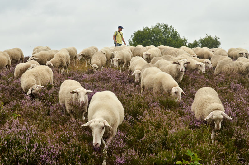 schaapskudde renderklippen