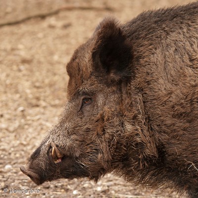 keilerklein (Custom)