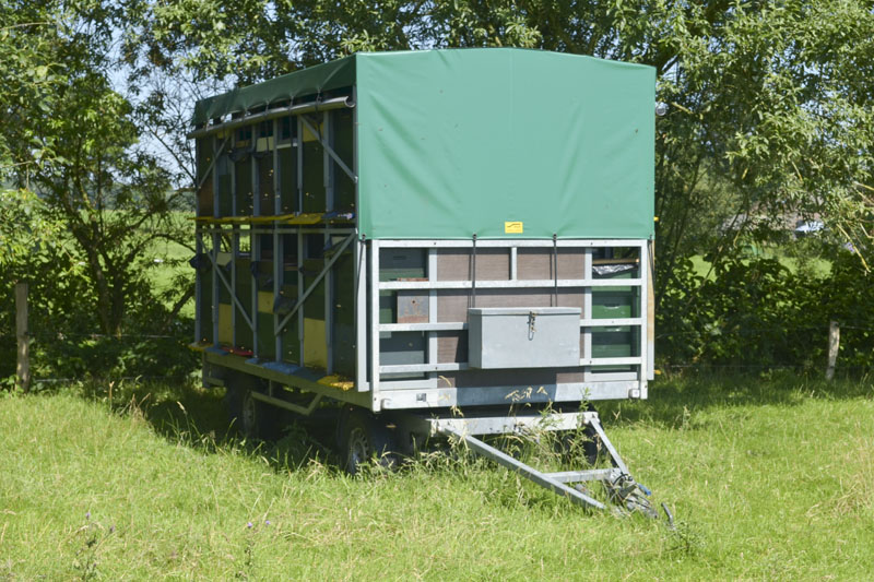 bijen (1)