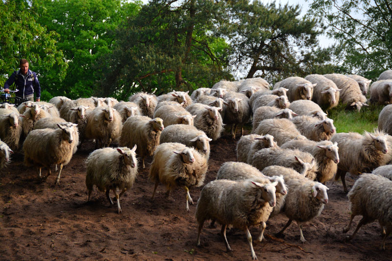 schaapstocht (1)