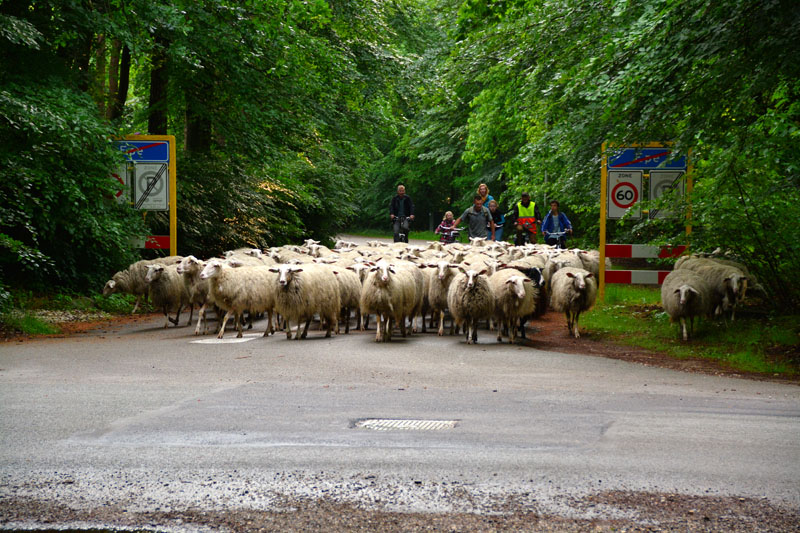 schaapstocht (2)