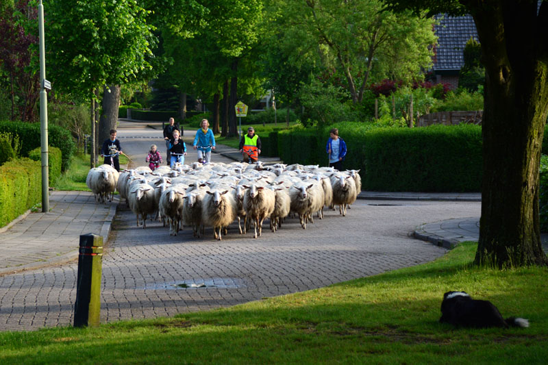 schaapstocht (4)