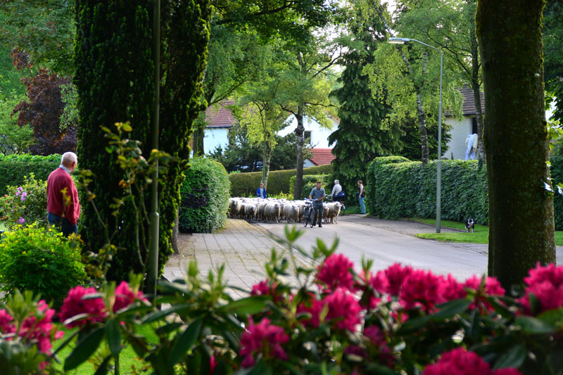 schaapstocht (5)
