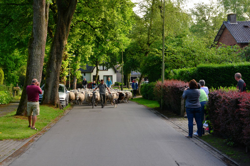 schaapstocht (6)